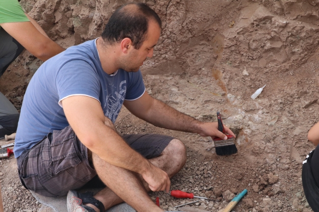 Çankırı'da 8 milyon yıllık fosiller gün yüzüne çıkarılıyor